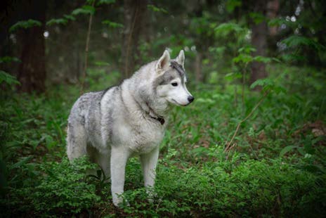 Countryside Farm & Husky adventure COMBO